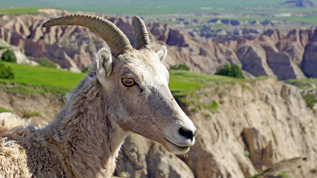 The Removal of Guilt