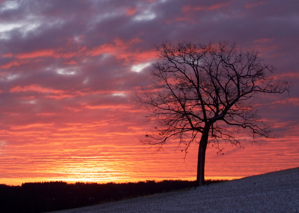 What About the Family&nbsp;Tree?